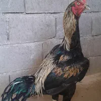 لاری