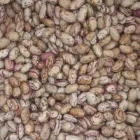 لوبیا چیتی سراب پاک شده