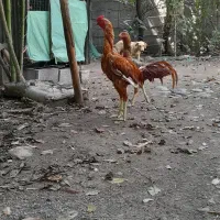 خروس لاری قلم سبز