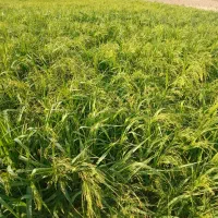 فروش انواع گل گیاه