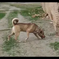 سرابی