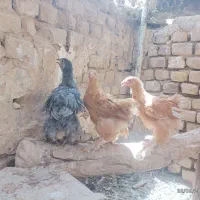 فروش 3عدد جوجه برهما