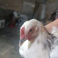 جوجه خروس برهما
