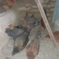 مرغ و خروس