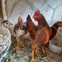 نیمچه مرغ خروس