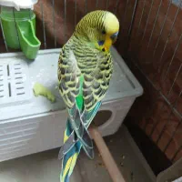 پرنده گمشده