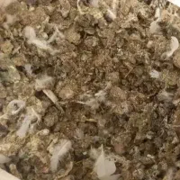 کودوفضله یازیل کبوتر