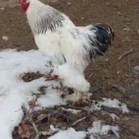 برهما