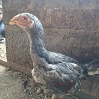 جوجه خروس لاری سه ماهه