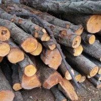 خریدار چوب
