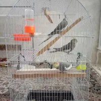 جوجه عروس هلندی و عروس هلندی نر