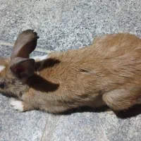 خرگوش