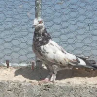 کبوتر گرفتنی