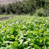 به  کارگر جهت کار در سبزیکاری نیازمندیم