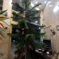 کاج‌مطبق