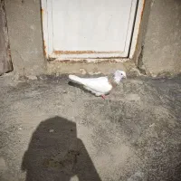 طوقی کارتی ماده