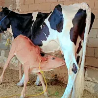 گاو گوساله نر