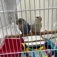 جفت برزیلی نر و ماده به همراه قفس
