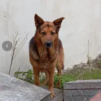 سگ ژرمن (نر)