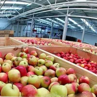 سردخانه میوه و مرکبات