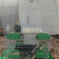 عروس هلندی نر وماده