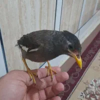 مرغ مینا