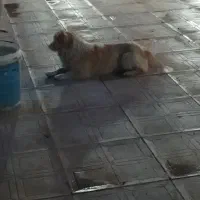 سگ پا کوتاه