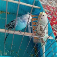 مرغ عشق