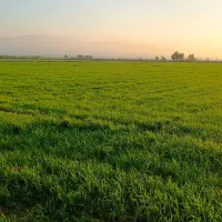فروش زمین کشاورزی