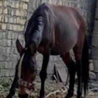 قاطر‌گم‌شده