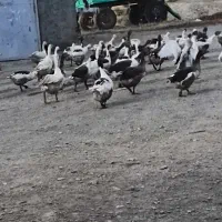 غاز