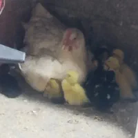 فروش جوجه اردک اسرائیلی با مرغ مادر