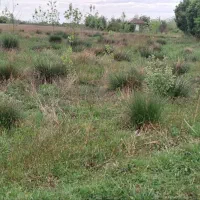 باغی داخل طرح