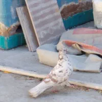 کفتر