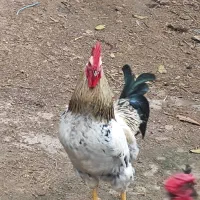 خروس محلی جوان 10 ماهه