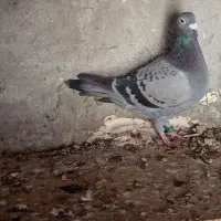 کبوتر|پرنده|ایذه, |دیوار