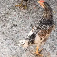 مرغ و خروس جوان
