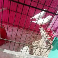 یه جفت فنچ سفید مولد