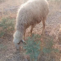 5 عدد گوسفند جوان دجیجه لب جنی