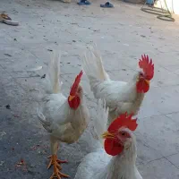 خروس