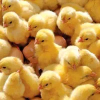 استخدام دامپزشک / کارشناس پرورش طیور