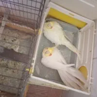 طوطی عروس همراه با تخم