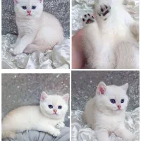 گربه بریتیش چینچیلا وارداتی