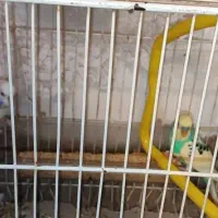 دوعددمرغ عشق.معاوزه بامرغ وخروس