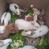 بچه خرگوش