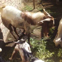 فروش‌گوسفند