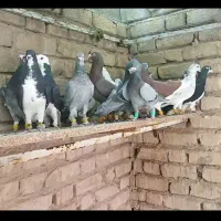 کفتر یا کبوتر پلاکی