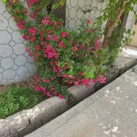 باغ-آینده-دار-در-زازران