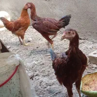 جوجه خروس لاری نژادو یه تیمچه مرغ