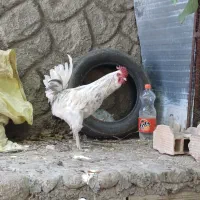 خروس و نیمچه خروس گلین پنگوئنی